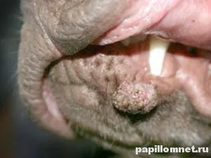 Papilloma kutyáknál okoz a kezelés és fotó formációk