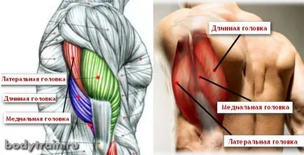 Süppedt -, mint a push-up a rúd