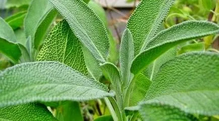 Húsleves Salvia orvosság egy tucat betegség
