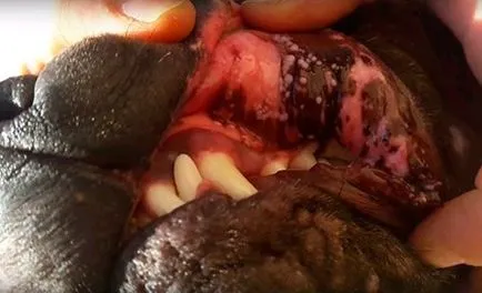 Papilloma kutyák kezelésére