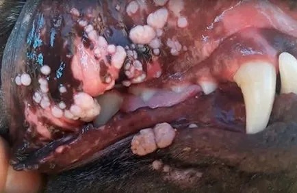 Papilloma kutyák kezelésére