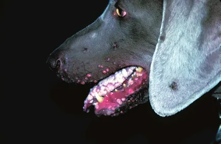 Papilloma kutyák és a macskák, az állatorvos