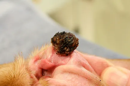 Papilloma kutyák fotó, kezelés, okai és típusai