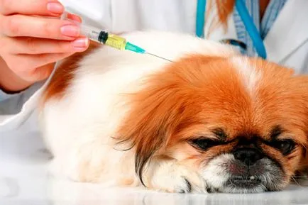 Papilloma kutyáknál a tünetek és a kezelési lehetőségek Papilloma kutyáknál a tünetek és a kezelési lehetőségek