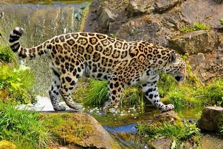 Ellentétben a leopárd és a jaguár gepárd gepárd
