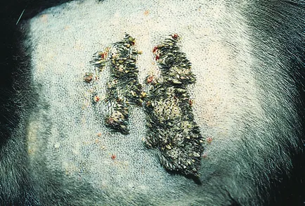 Papilloma kutyák és a macskák, az állatorvos