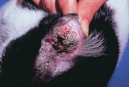 Papilloma kutyák és a macskák, az állatorvos