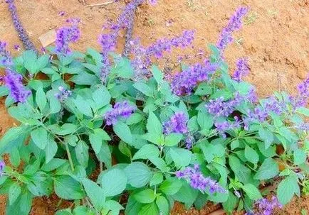 Húsleves Salvia orvosság egy tucat betegség