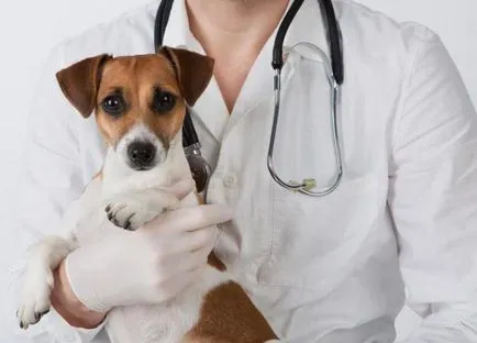 Papilloma kutyák fajta kezelés (Dogs) Papilloma kutyák fajta kezelés