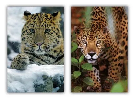 Ellentétben a leopárd és a jaguár gepárd gepárd