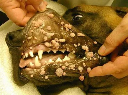 Papilloma kutyák fajta kezelés (papilloma) Papilloma kutyák fajta kezelés