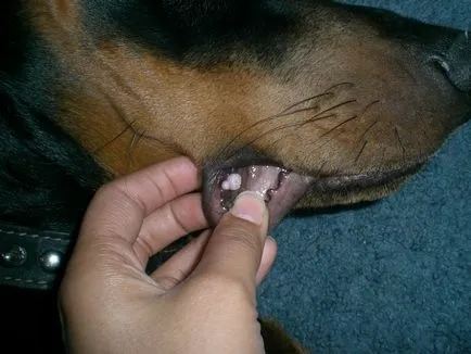 Papillomák kutyákban - tünetei és kezelése papillomatosis kutyák Moszkva (kezelés) Papilloma kutyáknál - tünetei és kezelése papillomatosis kutyák Moszkvában