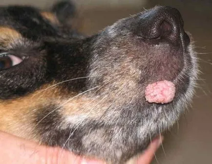 Papillomák kutyákban - tünetei és kezelése papillomatosis kutyák Moszkva (papilloma) Papilloma kutyáknál - tünetei és kezelése papillomatosis kutyák Moszkvában