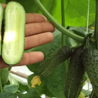 Partenokarp hibrid - ez