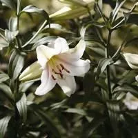 Transzplantációs liliom dátumokat