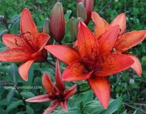 Transzplantációs liliom dátumokat
