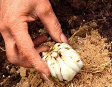 Transzplantációs liliom, amikor ásni és transzplantációs egy másik helyre a tavasszal vagy ősszel