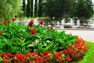 Transzplantációs liliom, amikor ásni és transzplantációs egy másik helyre a tavasszal vagy ősszel
