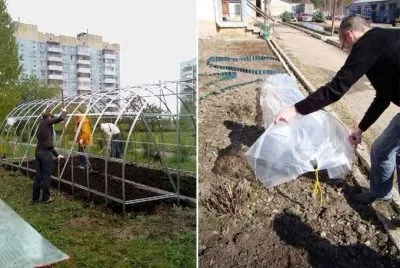 Üvegházak uborka, hogyan lehet a saját kezét (uborka) Üvegházak uborka, hogyan lehet a saját kezét