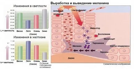 A melanin - hogyan lehet visszaállítani, és nem a felesleges melanin