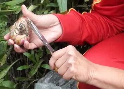 Transzplantációs amikor a rózsák jobb ősszel vagy tavasszal (transzplantációs) Transzplantációs amikor a rózsák jobb, mint az őszi, vagy tavaszi