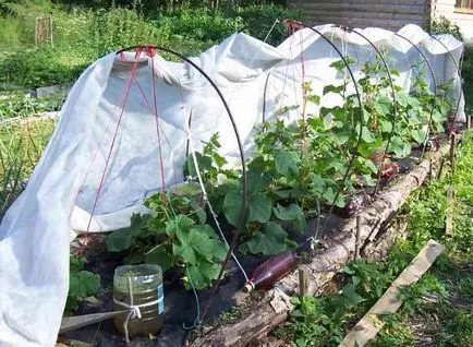 Üvegházak uborka, hogyan kell építeni a saját kezét, követelmények, irányelvek, szakértői tippek - könnyű
