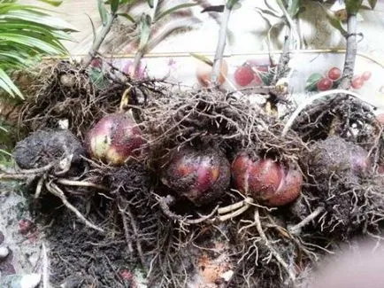 Transzplantációs amikor a rózsák jobb ősszel vagy tavasszal (transzplantációs) Transzplantációs amikor a rózsák jobb, mint az őszi, vagy tavaszi