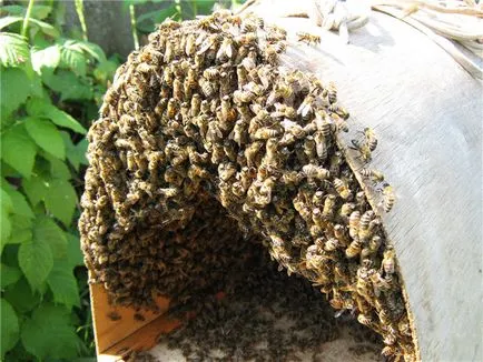 Bee raj - blog méhész