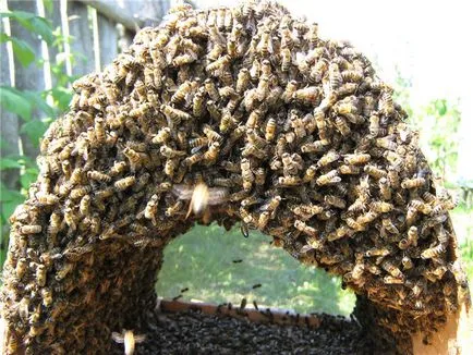 Bee raj - blog méhész