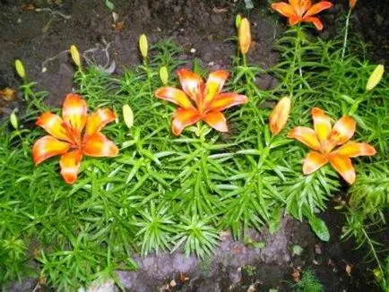 Transzplantációs amikor a rózsák jobb, mint az őszi, vagy tavaszi Transzplantációs amikor a rózsák jobb, mint az őszi, vagy tavaszi