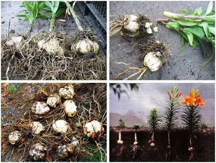 Transzplantációs amikor a rózsák jobb ősszel vagy tavasszal (liliom) Transzplantációs amikor a rózsák jobb, mint az őszi, vagy tavaszi
