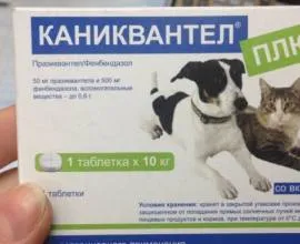 Faiskola Neva Masquerade macska