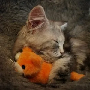 Miért a macska kiválaszt egy bizonyos helyen, a világ a macskák és kutyák