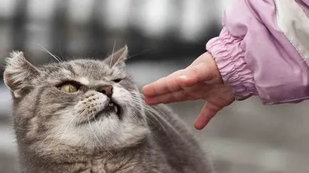 Miért macskák járni a saját