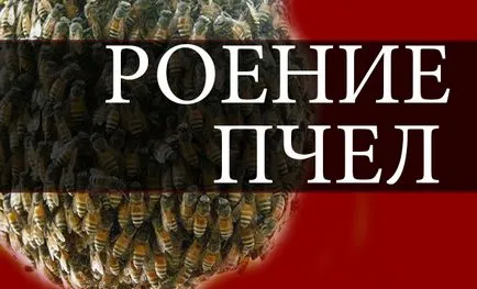 Miért van az, rajzó méhek és hogyan előzhető meg (vannak az első jelei) Miért van az, rajzó méhek és hogyan lehet megakadályozni