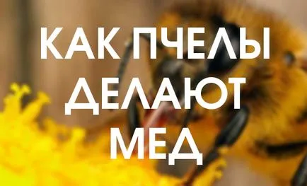 Miért van az, rajzó méhek és hogyan lehet megakadályozni, hogy (az ügy) Miért van az, rajzó méhek és hogyan lehet megakadályozni