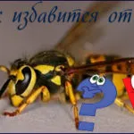 Hasznos tanácsot, hogyan lehet megszabadulni a torma, hogy nem nőnek a kertben (például az ólom torma a kertben) Hasznos tanácsot, hogyan lehet megszabadulni a torma, hogy nem nőnek a kertben