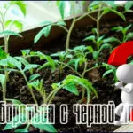 Hasznos tanácsot, hogyan lehet megszabadulni a torma, hogy nem nőnek a kertben (hasznos) Hasznos tanácsot, hogyan lehet megszabadulni a torma, hogy nem nőnek a kertben