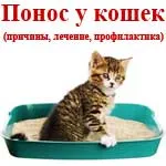Hasmenés macskáknál okoz, kezelés, megelőzés, állatorvosi szolgálata a Vladimir régió (hasmenés) Hasmenés macskáknál okoz, kezelés, megelőzés, állatorvosi szolgálata a Vladimir régió
