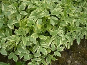Hasznos tulajdonságai goutweed, a növények alkalmazása a gyógyászatban (tulajdonságok) Hasznos tulajdonságai goutweed, a növények alkalmazása a gyógyászatban