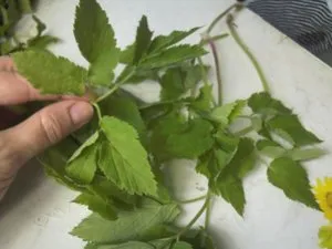 Hasznos tulajdonságai goutweed, a növények alkalmazása a gyógyászatban (előnyös) Hasznos tulajdonságai goutweed, a növények alkalmazása a gyógyászatban