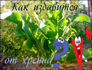 Hasznos tanácsot, hogyan lehet megszabadulni a torma, hogy nem nőnek a kertben (torma) Hasznos tanácsot, hogyan lehet megszabadulni a torma, hogy nem nőnek a kertben