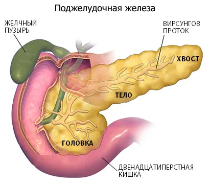 hasnyálmirigy