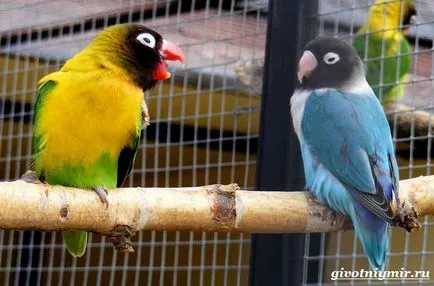 Papagájok Lovebirds azok jellemzőit és gondozás, fauna (papagájok lovebirds video) Papagájok Lovebirds azok jellemzőit és gondozás, a vadon élő állatok