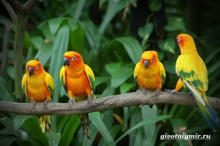Papagájok Lovebirds azok jellemzőit és gondozás, fauna (papagájok, törpepapagáj otthon) Papagájok Lovebirds azok jellemzőit és gondozás, a vadon élő állatok