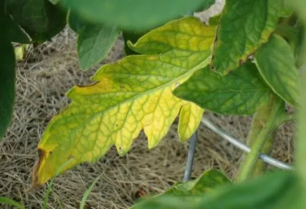 Paradicsom sárga alsó levelek elültetése után -zabolevanie vagy variáns norma (Tomato sárga hátlap ültetés után) Paradicsom megsárgul alsó levelek ültetés után -zabolevanie vagy annak variánsát a norma
