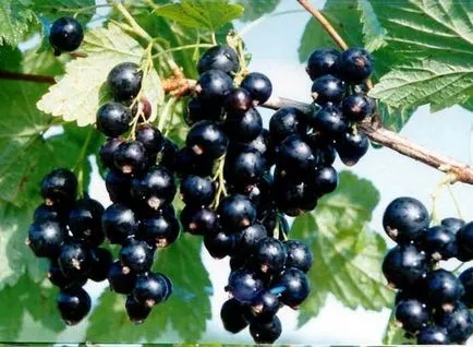 Öntözés ribizli forró vízzel