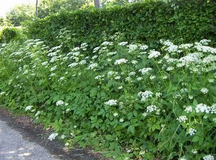 Hasznos tulajdonságai goutweed, a növények alkalmazása a gyógyászatban (goutweed) Hasznos tulajdonságai goutweed, a növények alkalmazása a gyógyászatban