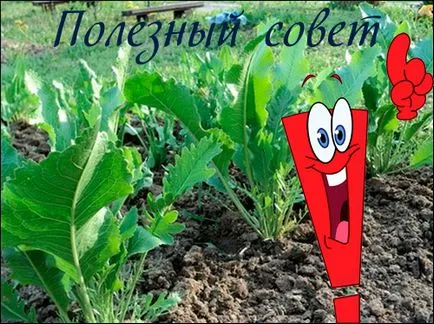 Hasznos tanácsot, hogyan lehet megszabadulni a torma, hogy nem nőnek a kertben (megszabadulni) Hasznos tanácsot, hogyan lehet megszabadulni a torma, hogy nem nőnek a kertben