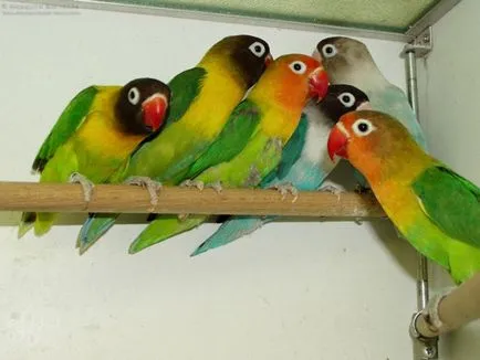 Papagájok lovebirds, hogy kettő! (Parrot Lovebird) Papagájok lovebirds, hogy kettő!